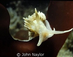 nudibranch. taken at lundy island.nikonos3. by John Naylor 